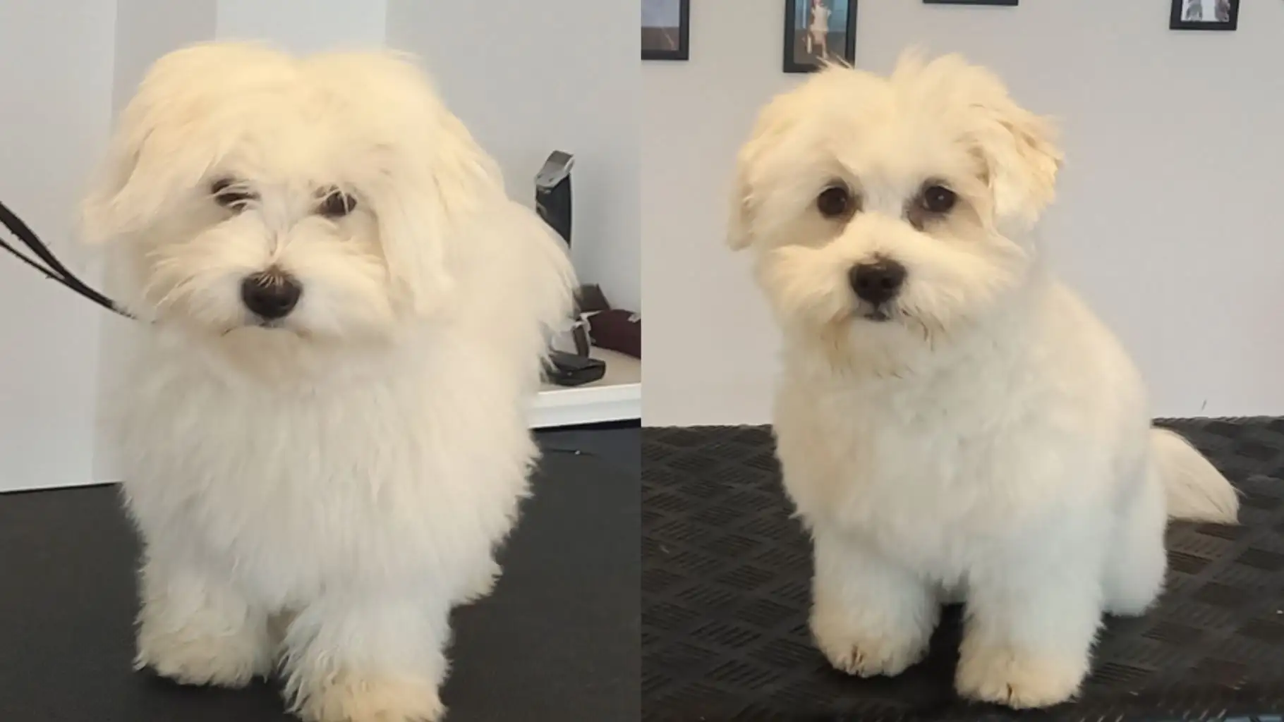 to billeder af den samme Bomuld hund før og efter en perfekt klipning hos JMK Hundeklipperen som er overkommelig