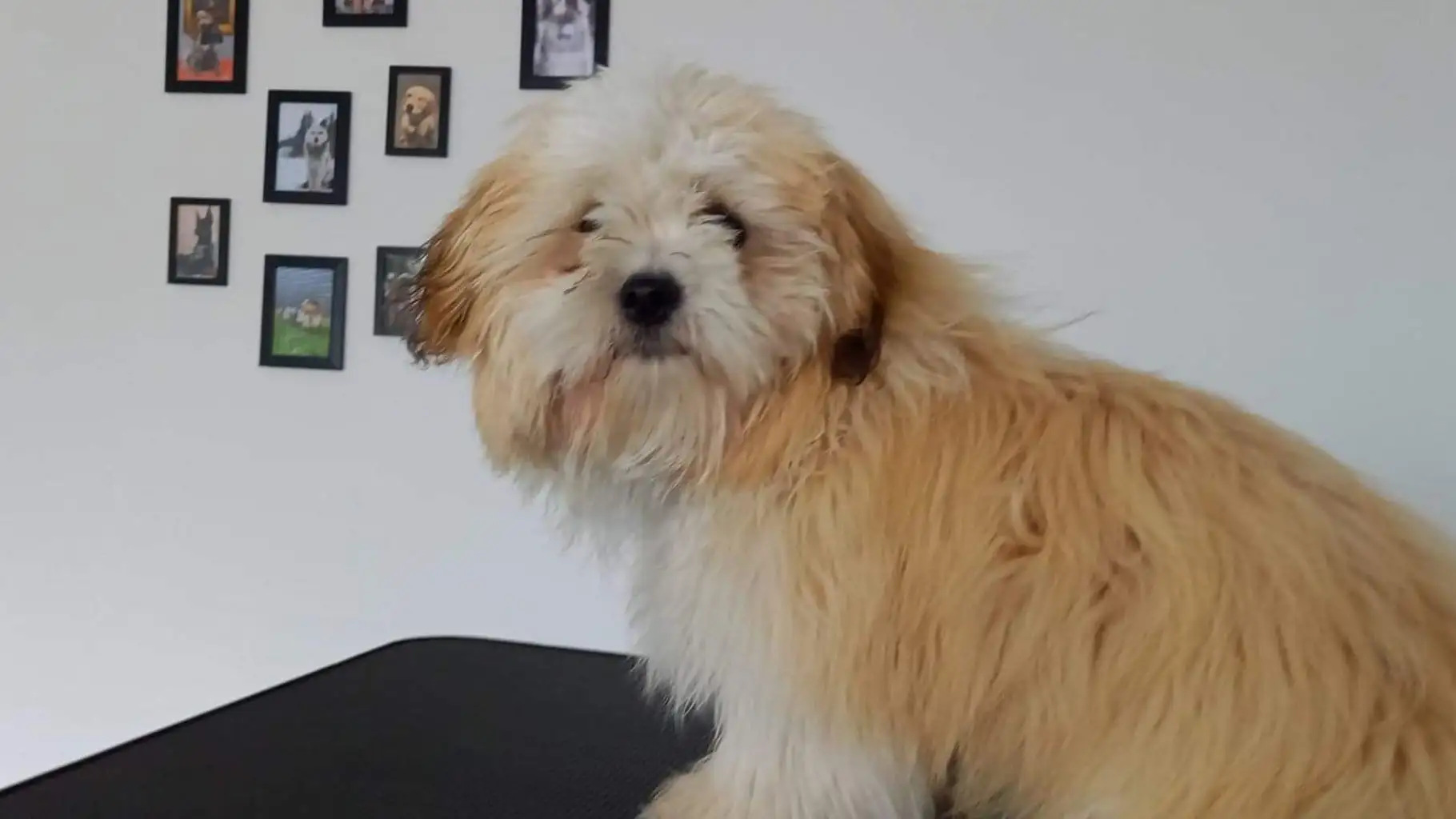 En hvid og beige havanais hund med en meget usoigneret pels står på et sort bord og venter på en professionel vask og klipning