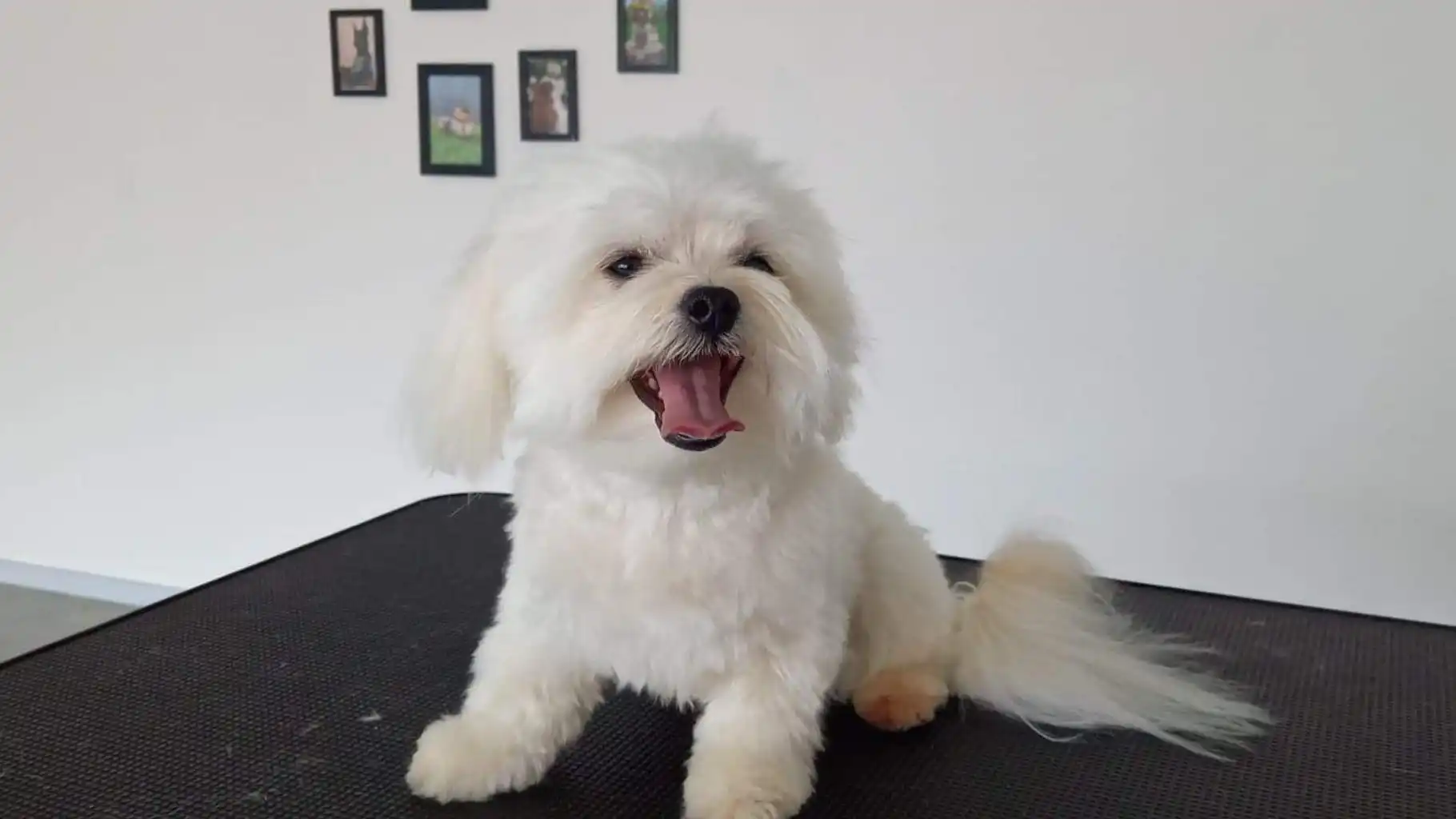 En Coton de Tulear-hund er glad efter en klipning i en hundevenlig frisørsalon i Hammel, Favrskov kommune