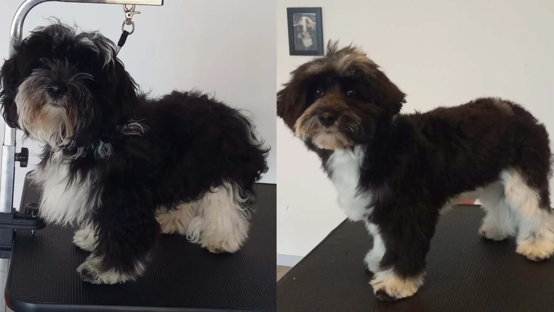 To billeder af den samme havanaishund før og efter vask og klipning.