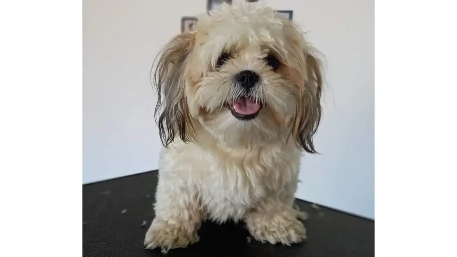 en beige havaneserhund står vendt mod kameraet på et plejebord