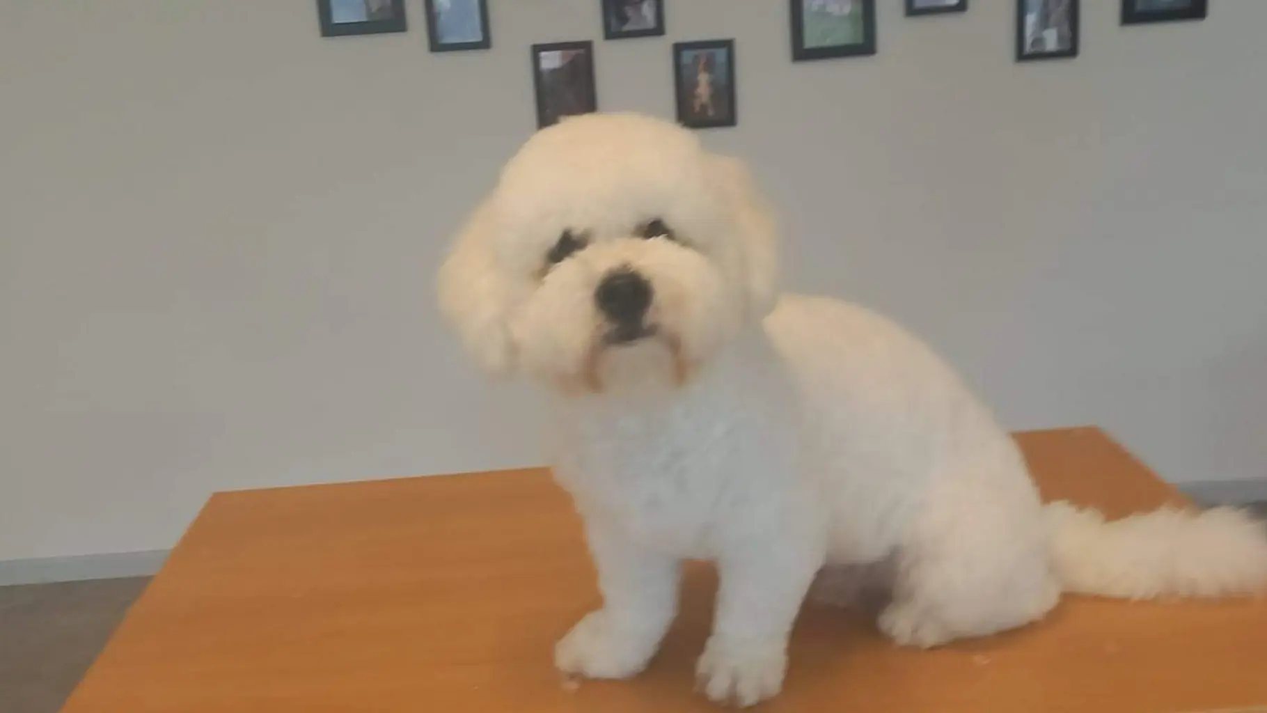 En hvid og beige havanais hund med nyklippet pels står på et gult bord og venter glad på sin ejer