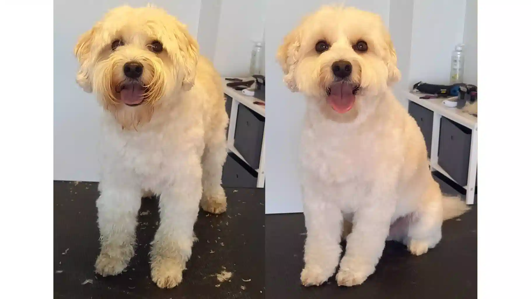 En hvid hund på to billeder før og efter klipning og vask hos frisøren
