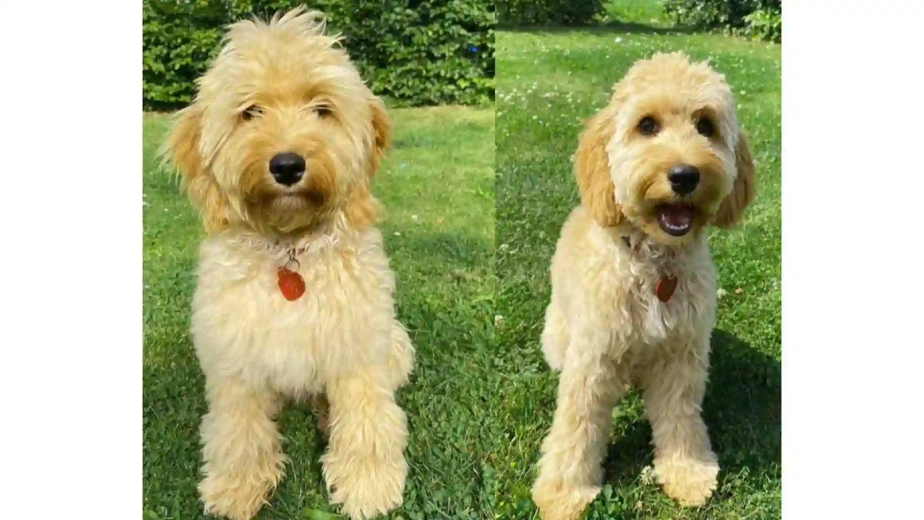 Labradoodle hund i to versioner før og efter klipning