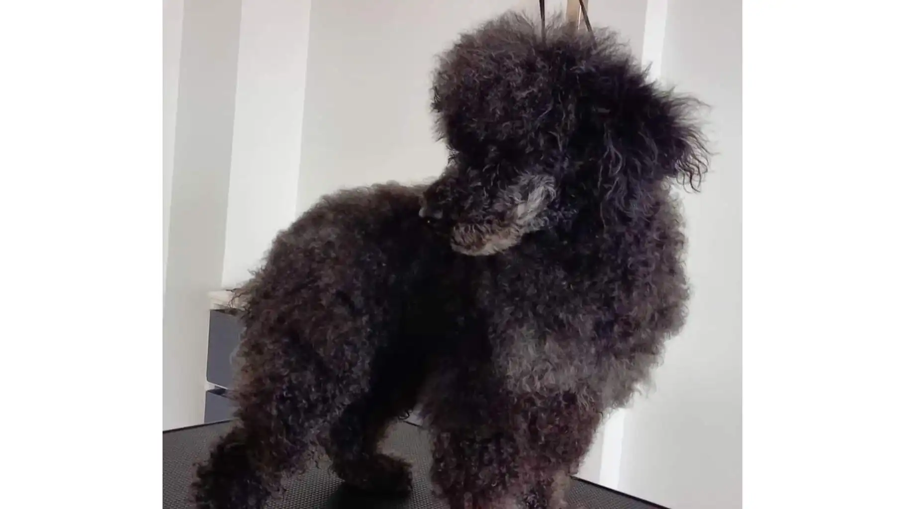 Miniature puddelhund før vask og plejeservice