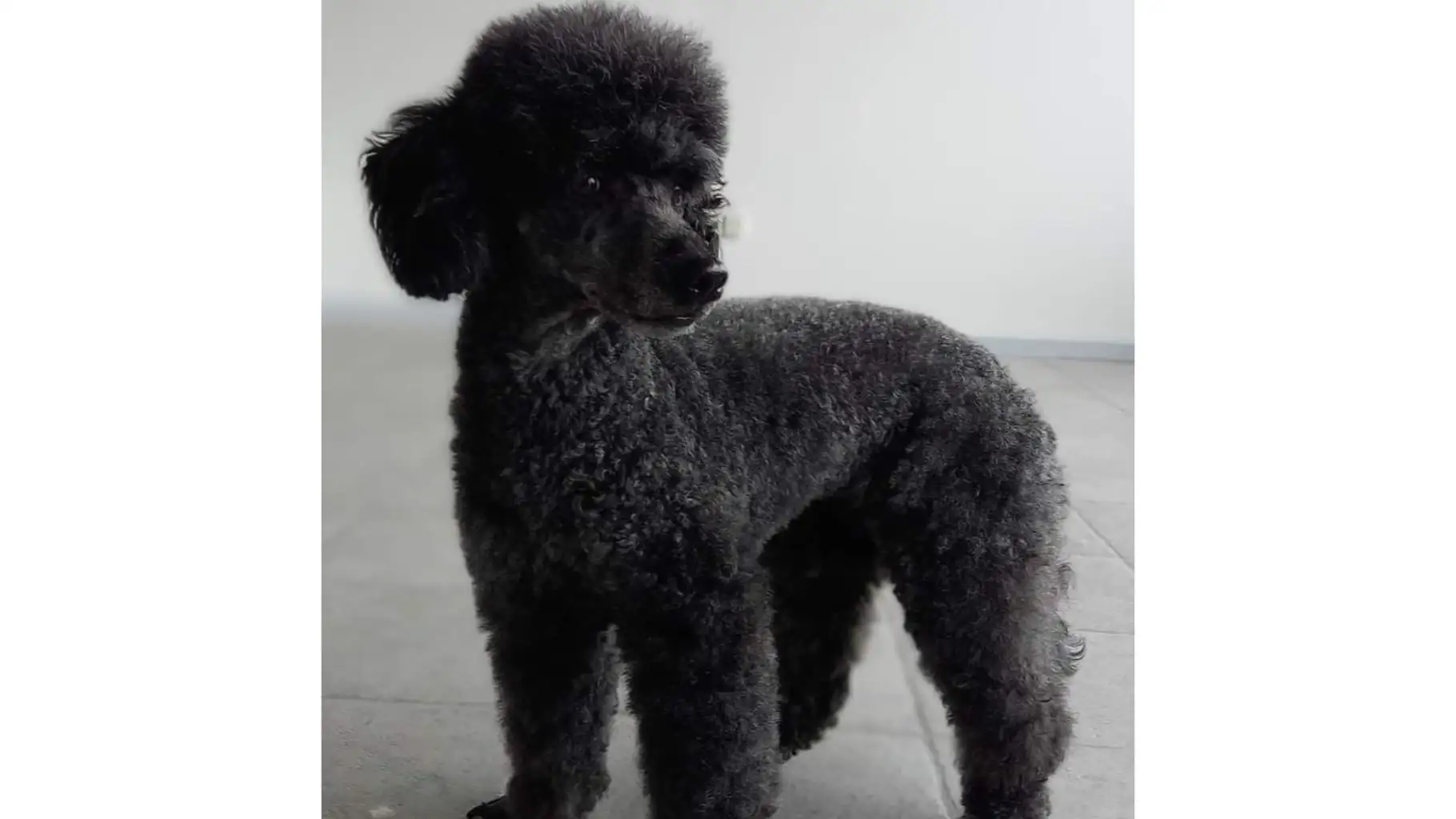 En miniaturepuddel, der viser effekten efter klipning og vask